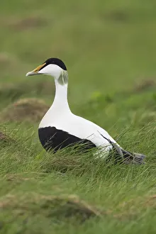 Common Eider Bird Drucke: Common Eider