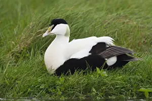 Common Eider Drucke: Common Eider