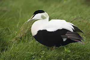 European Duck Species Drucke: Common Eider