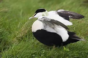 Common Eider Drucke: Common Eider