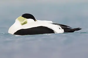 Common Eider Drucke: Common Eider