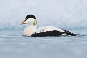 Common Eider Bird Drucke: Common Eider