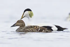 Common Eider Drucke: Common Eider