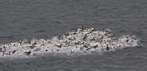 European Coastal Birds Drucke: Common Eider, Eider, Somateria mollissima