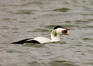 European Coast Wildlife Drucke: Common Eider, Eider, Somateria mollissima