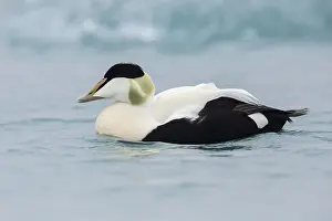 Common Eider Drucke: Common Eider, Somateria mollissima borealis