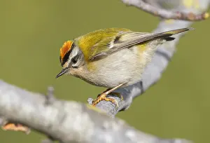 Common Firecrest Drucke: Common Firecrest, Regulus ignicapilla