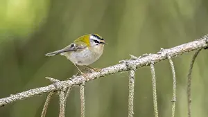 Common Firecrest Drucke: Common Firecrest, Vuurgoudhaan, Regulus ignicapilla ignicapilla