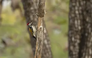 Wild Animal Pictures Online Drucke: Common Flameback, Dinopium javanese