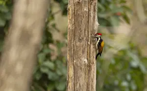 Bilder Datiert 29. Januar 2012: Common Flameback, Dinopium javanense