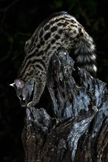 Wildlife Nature Photography Tips Drucke: Common Genet, Genetta genetta