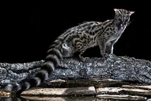 Gerahmter Druck : Gemeiner Genet, Genetta genetta Gerahmter Druck : Gemeiner Genet, Genetta genetta