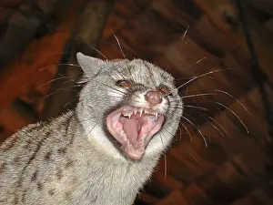 Tanzania Wildlife Safari Drucke: Common genet (Genetta genetta)