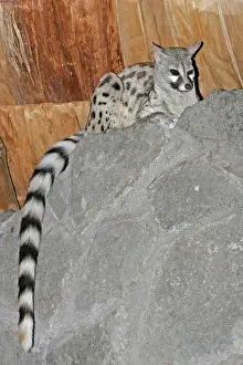 Tanzania Wildlife Images Drucke: Common genet (Genetta genetta)