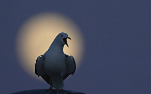 Bilder Datiert 10. Mai 2017: Graugans, Larus canus