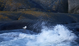 Nature Photography Finland Drucke: Common gull, larus canus