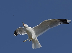 2000 Drucke: Graugans, Larus canus