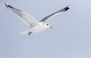Blue Sky Wildlife Scene Drucke: Common Gull, Larus canus