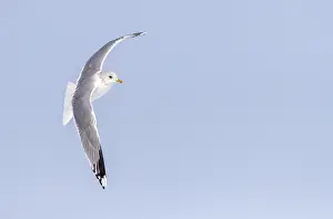 Blue Sky Wildlife Scene Drucke: Common Gull, Larus canus