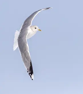 Graugans, Larus canus