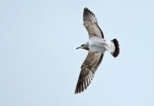 Graugans, Larus canus