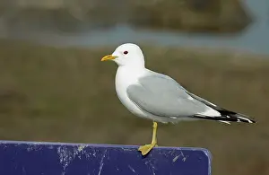 Larus Canus Drucke: Common Gull, Larus canus