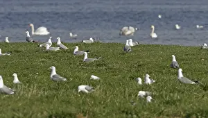 Larus Canus Habitat Drucke: Common Gull, Larus canus