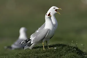Denmark Nature Photography Drucke: Common Gull, Larus canus