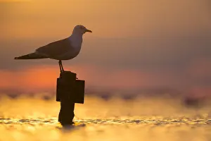 Common Gull Drucke: Common Gull, Larus canus