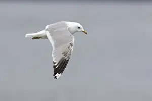 Common Gull Drucke: Common Gull, Larus canus