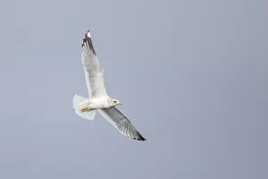 Ocean Wildlife Photos Drucke: Common Gull, Larus canus