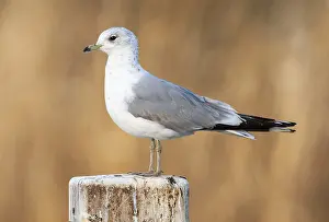 Dutch Bird Species Drucke: Common Gull, Larus canus canus