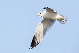 Nature Photography Holland Drucke: Common Gull, Larus canus canus