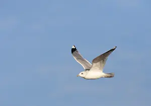Larus Canus Habitat Drucke: Common Gull, Larus canus canus