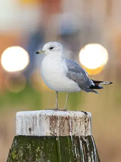 Larus Canus Habitat Drucke: Common Gull, Larus canus canus
