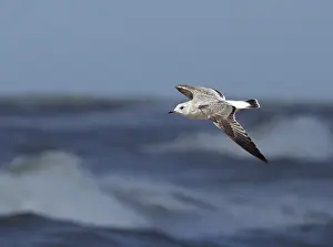 In Flight Wildlife Photography Drucke: Common Gull, Larus canus canus