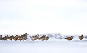 Wadden Sea Wildlife Drucke: Common Gull, Red Knot and Bar-tailed godwit