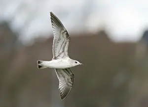 Common Gull Drucke: Common Gull;Larus canus
