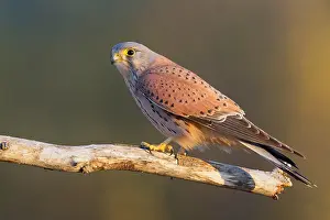 Falco Tinnunculus Species Drucke: Common Kestrel