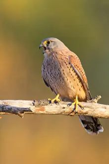 Falconidae Species Drucke: Common Kestrel