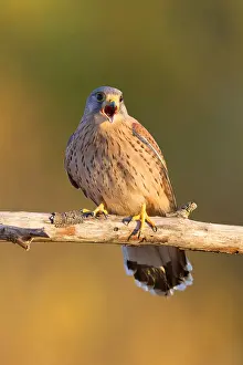 Common Kestrel Pictures Drucke: Common Kestrel