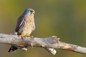 Bilder Datiert 18. Dezember 2015: Grauer Sternenschwanz