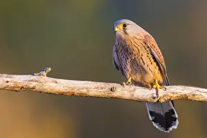 Common Kestrel Images Drucke: Common Kestrel