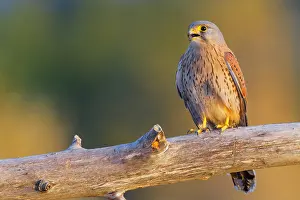 Falco Tinnunculus Species Drucke: Common Kestrel