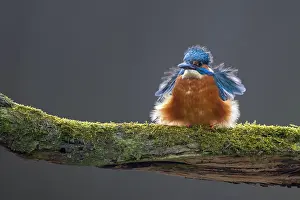 Netherlands Nature Photography Drucke: Common Kingfisher, Alcedo atthis