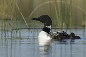 Common Loon Drucke: Common Loon, Gavia immer