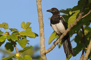 Corvidae Family Birds Drucke: Common Magpie