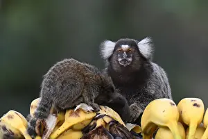 Natural Environment Animal Photos Drucke: Common Marmoset, Callithrix jacchus