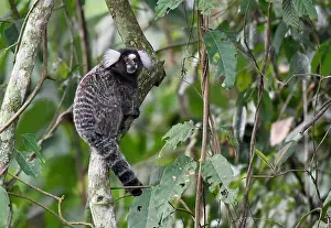 Common Marmoset Drucke: Common Marmoset, Callithrix jacchus