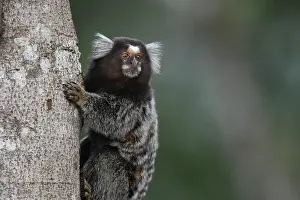 Bilder Datiert 21. August 2022: Gemeiner Marmoset, Callithrix jacchus